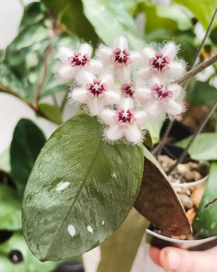 Pink Flowers of the Plant 