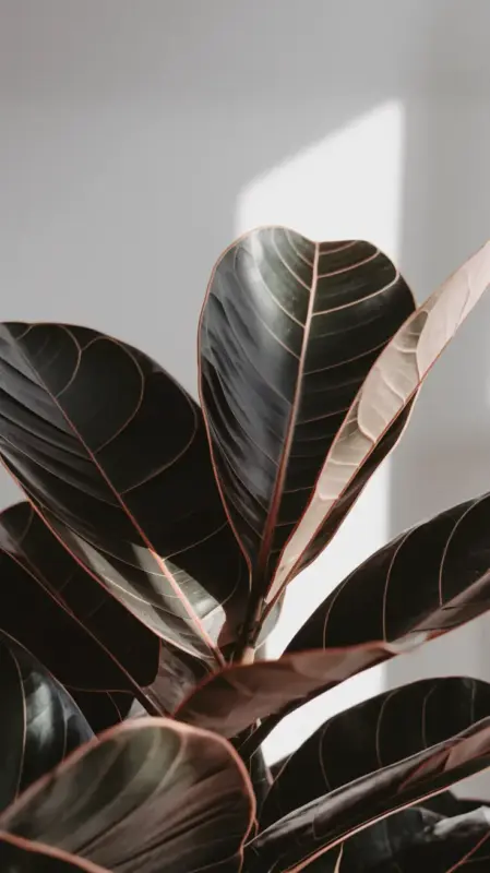 Close-Up of Leaves of Ficus Umbellata