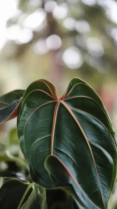 Close-Up of Leaves of Anthurium Villenaorum