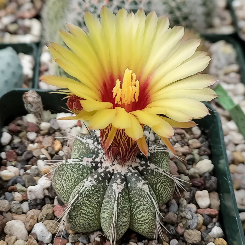 Cactus in the ground