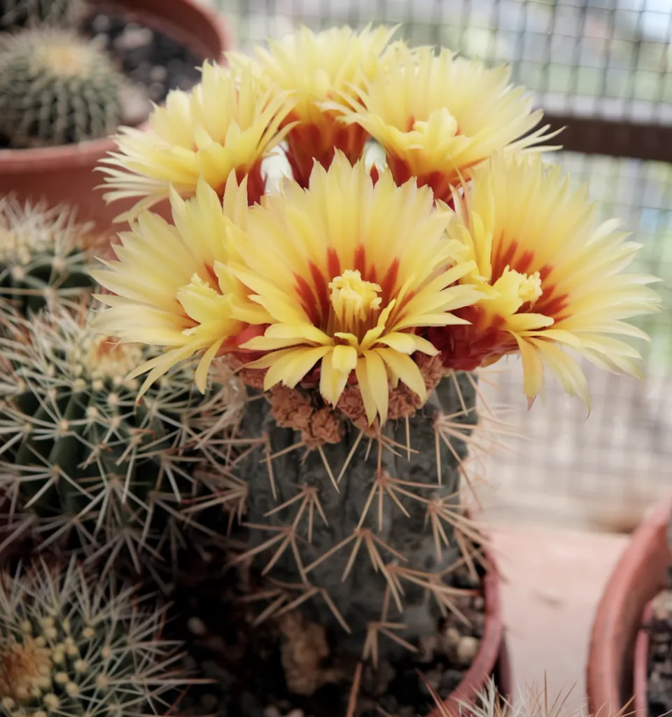 Multi flower Astrophytum Capricorne in the pot