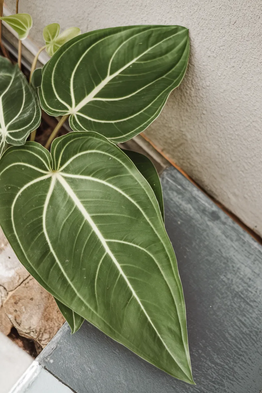 Anthurium Villenaorum near the wall in the ground