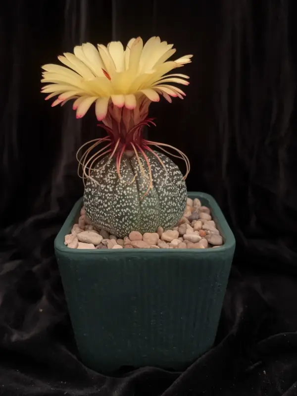 Astrophytum Capricorne in pot with a black curtains in background