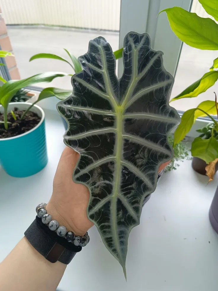 Alocasia Polly in the hand