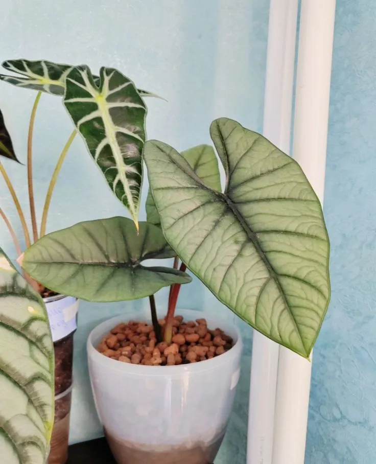 Alocasia Polly in a pot