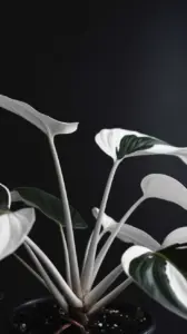 Dramatic Angle of Philodendron White Knight's Unique Features