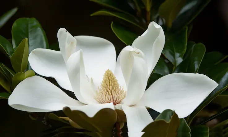 Close-Up of Flowers of Magnolia Ashei