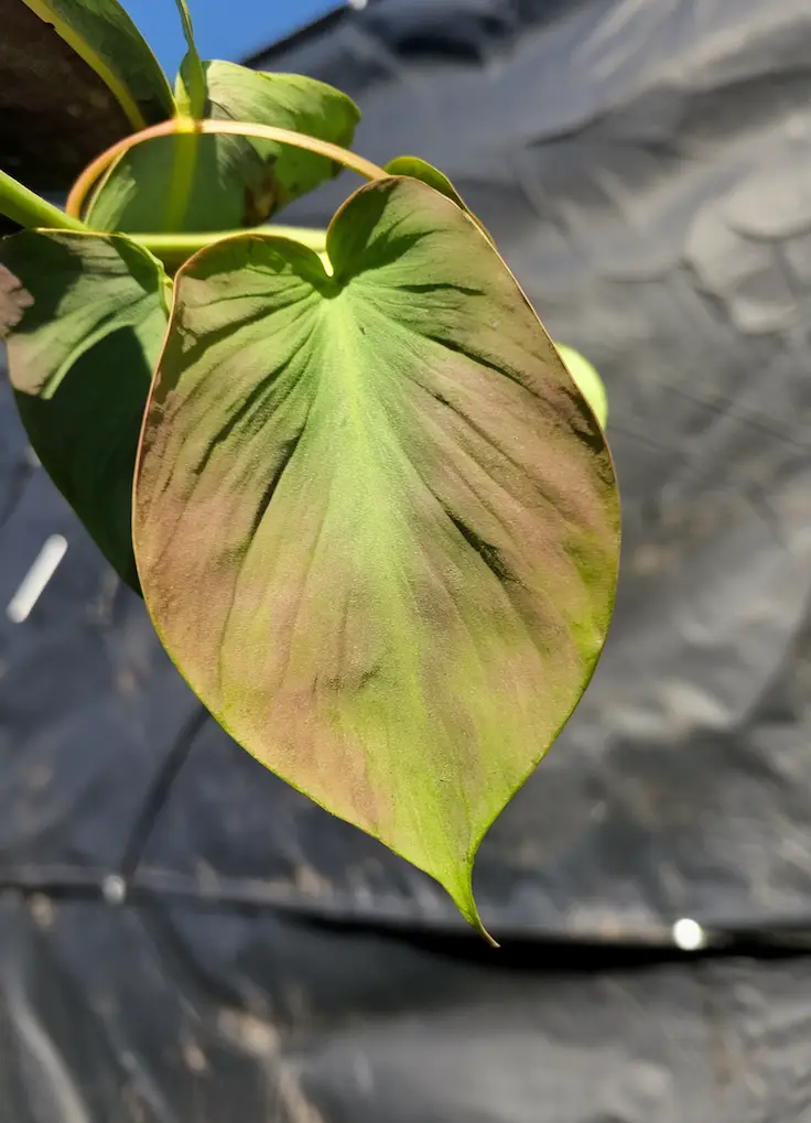 Philodendron Camposportoanum Leaf in Macro