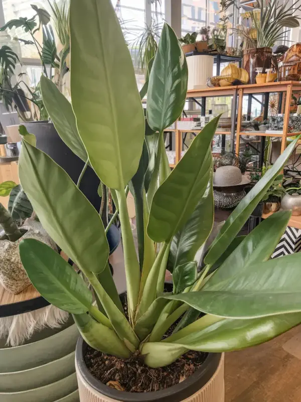 Philodendron Martianum in a big pot indoor settings