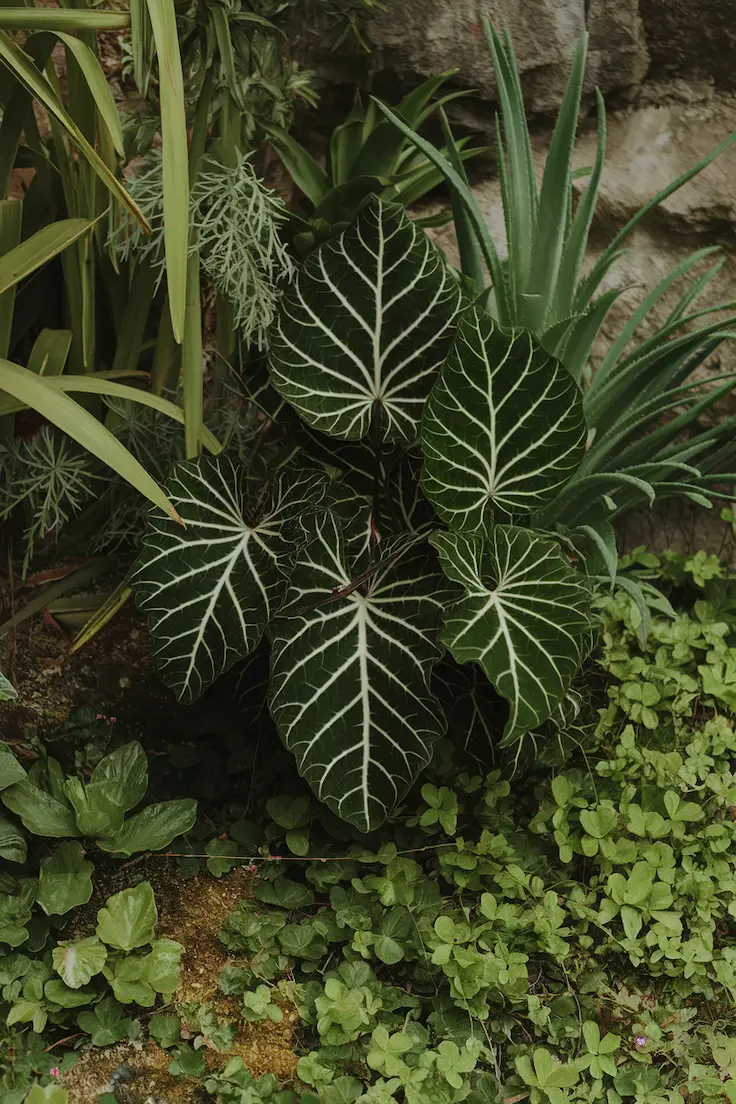 Close-Up of Leaves of Anthurium Clarinervium