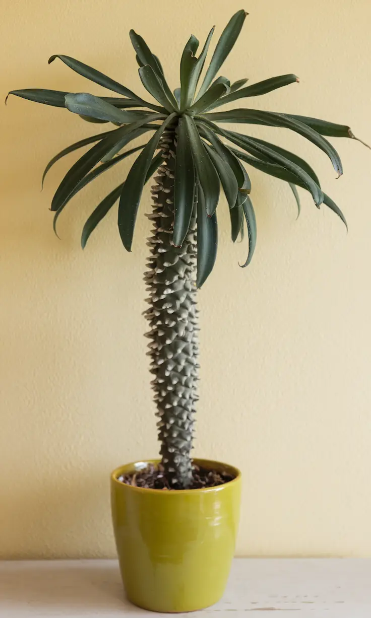 Potted Pachypodiu Lamerei in the yellow pot