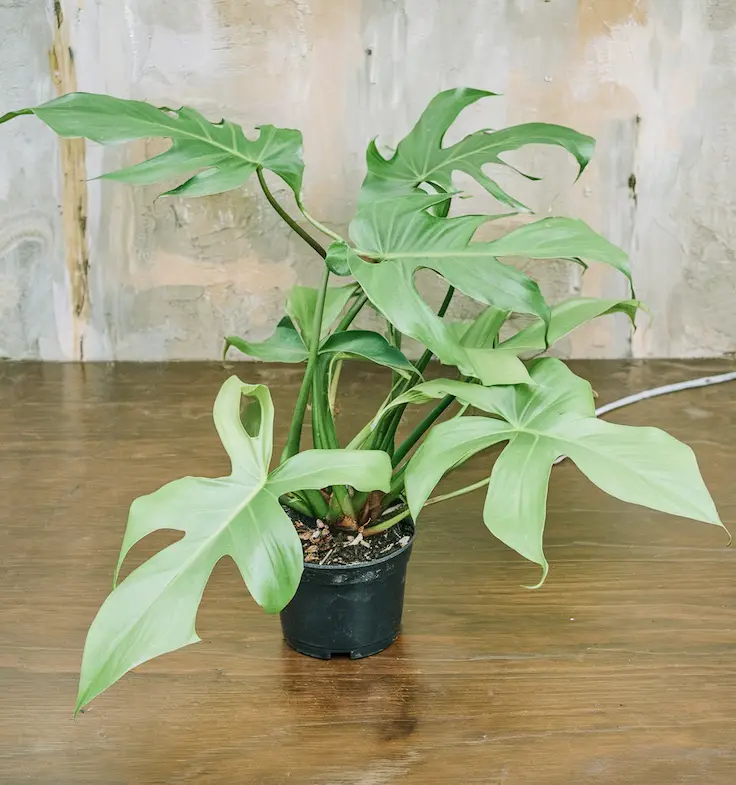 Close-Up of Leaves of Philodendron Florida Ghost