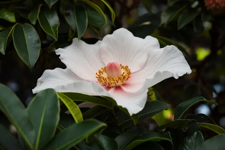 Entire Magnolia Ashei in Outdoor Setting