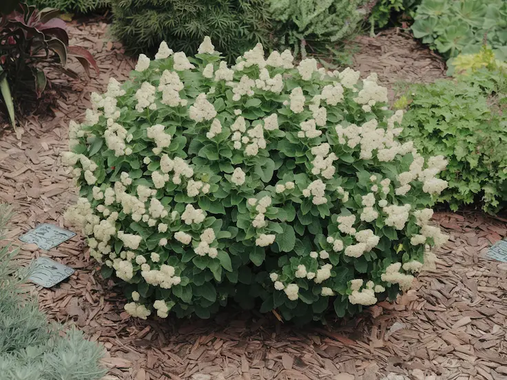 Detailed View of Stem and Flowers of the Plant