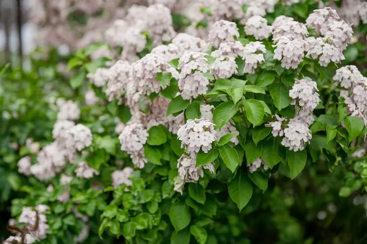 Detailed View of Stem and Flowers of New Jersey Tea Plant