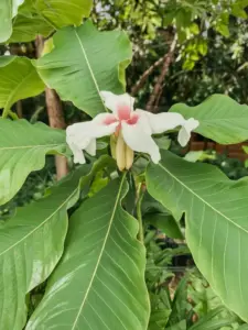 Magnolia Ashey in Outdoor Setting