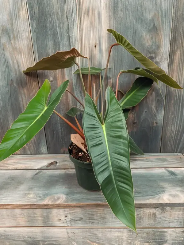 Philodendron Billietiae in a Lush Outdoor Garden