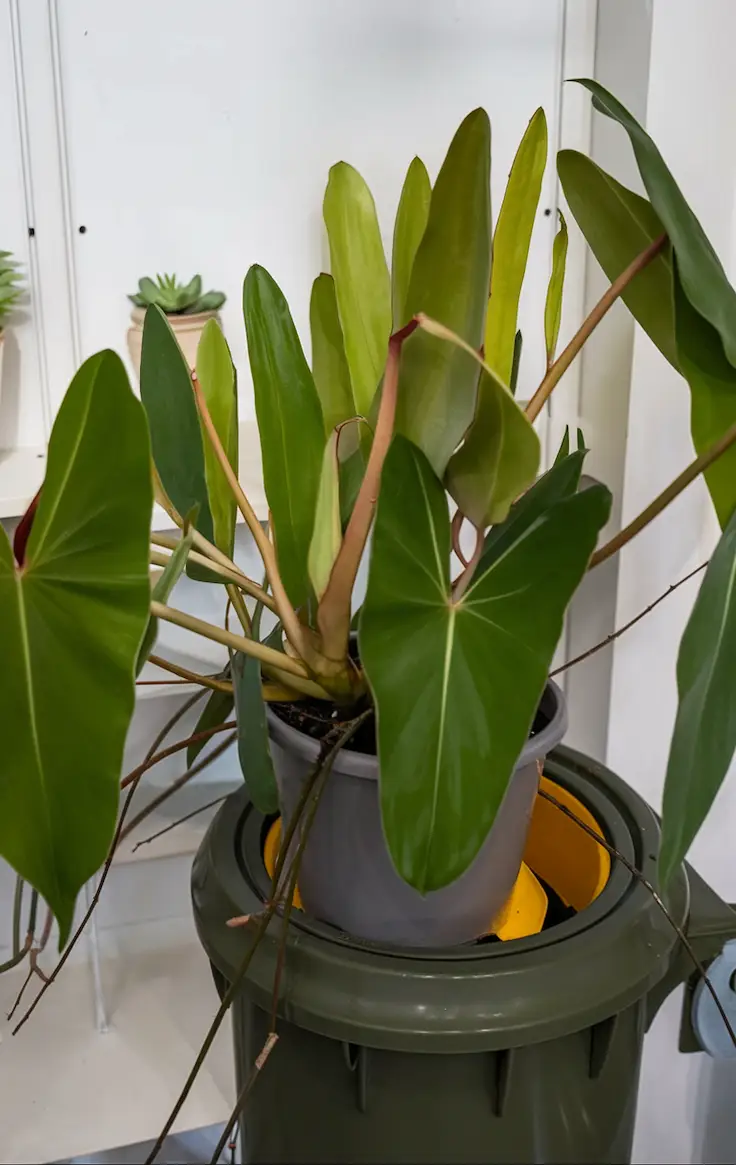 Close-Up of Leaves of Philodendron Billietiae