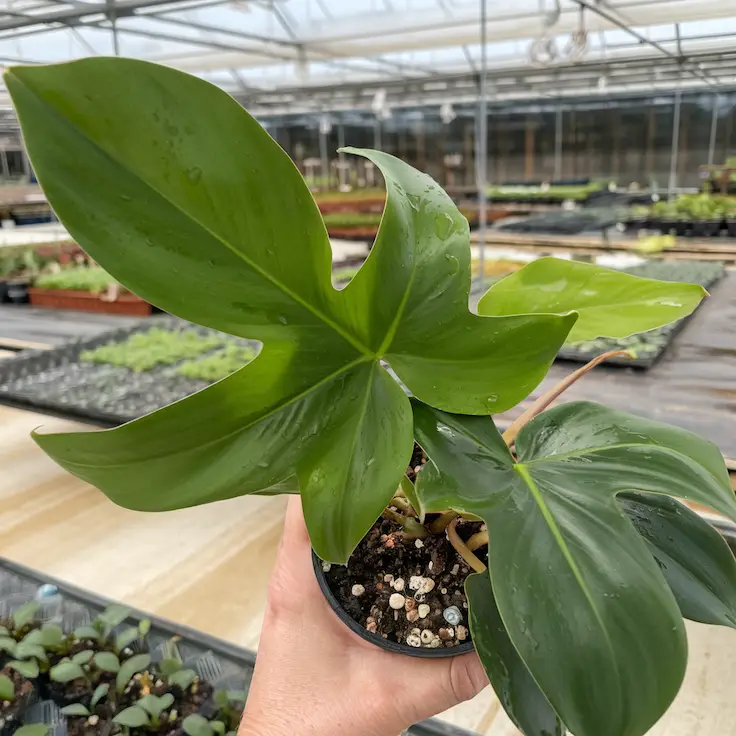 Entire Philodendron Florida Ghost in Natural Setting