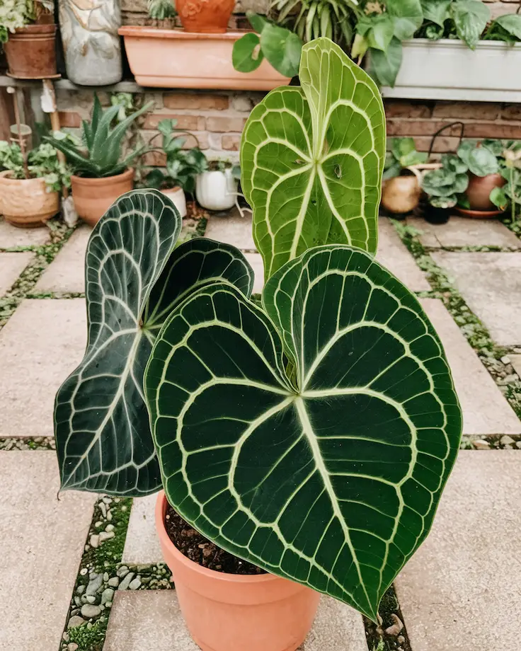 Close-Up of Plant Leaves