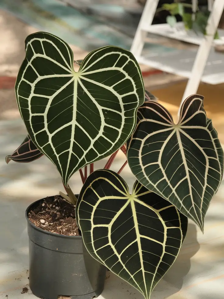 Entire Anthurium Clarinervium in Outdoor Setting