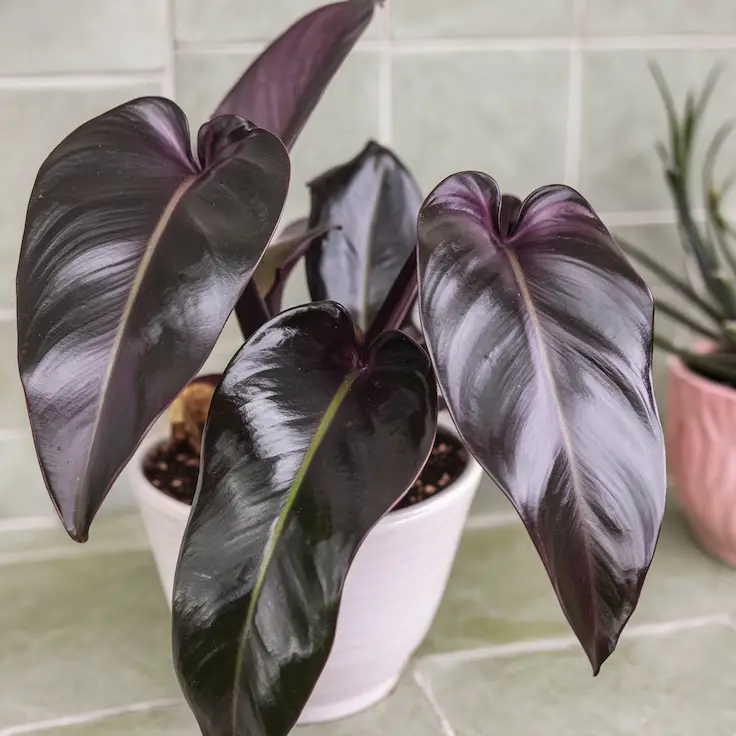 Close-Up of Leaves of Philodendron Majesty