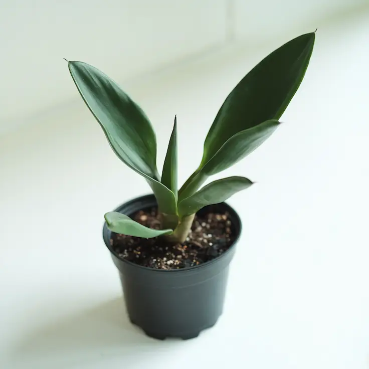 Philodendron Martianum in a small pot on a white background