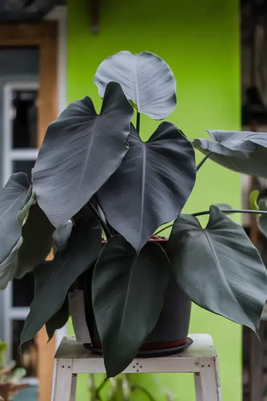 Philodendron Majesty in Outdoor Garden