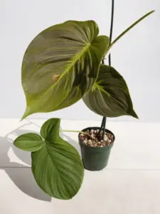 Philodendron Camposportoanum in the Pot