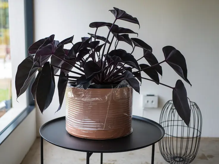 Entire Philodendron Majesty in Indoor Setting