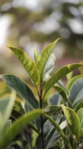 Close-Up of Leaves of New Jersey Tea Plant